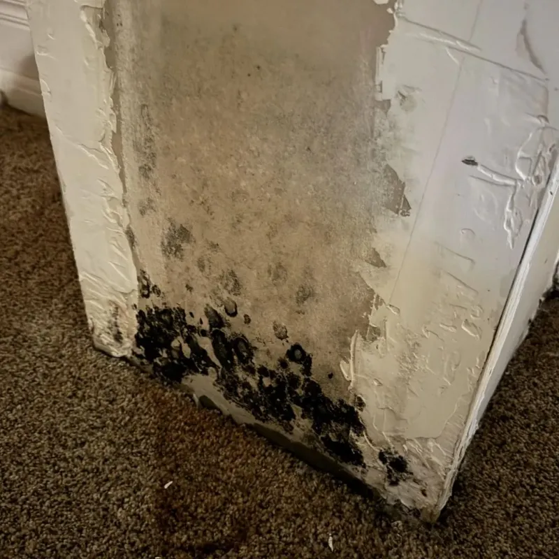 Professional Mold Removal in Hanover, OH